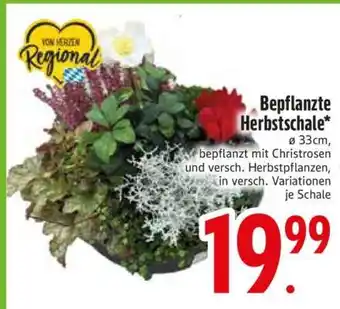 Edeka Bepflanzte Herbstschale Angebot