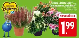 Edeka Calluna 'Beauty Lady' oder Chrysanthemen multiflora Angebot