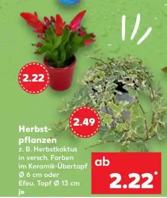 Kaufland Herbstpflanzen Angebot
