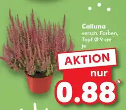 Kaufland Calluna Angebot