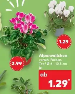Kaufland Alpenveilchen Angebot