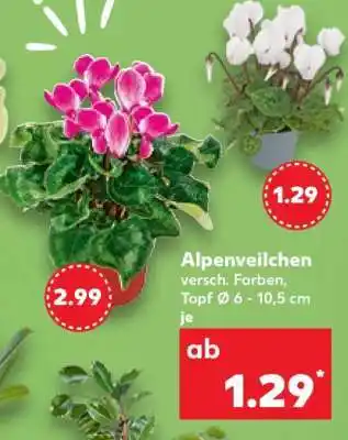 Kaufland Alpenveilchen Angebot
