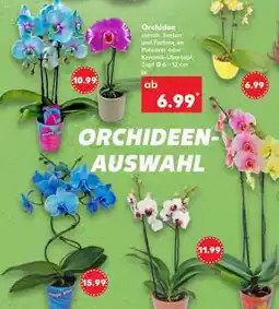 Kaufland ORCHIDEEN-AUSWAHL Angebot