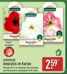 Aldi Nord Amaryllis im Karton Angebot