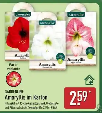 Aldi Nord Amaryllis im Karton Angebot