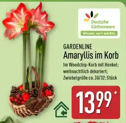 Aldi Nord Amaryllis im Korb Angebot