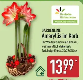 Aldi Nord Amaryllis im Korb Angebot