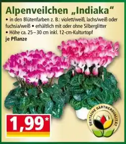 Norma Alpenveilchen „Indiaka“ Angebot