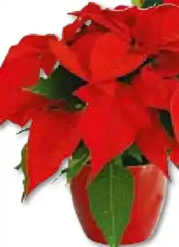 BayWa Weihnachtsstern Angebot