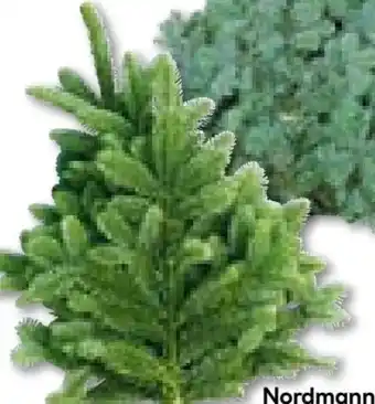BayWa Nordmanntannen Angebot