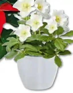 BayWa Christrose Christmas Carol Angebot