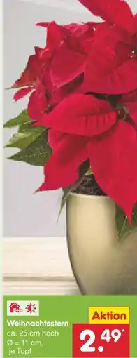Netto Marken-Discount Weihnachtsstern Angebot