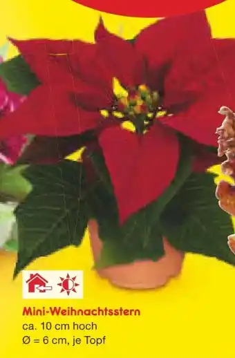 Netto Marken-Discount Mini-Weihnachtssterne Angebot