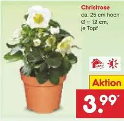 Netto Marken-Discount Christrose Angebot