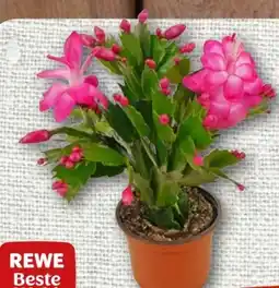 nahkauf Rewe Beste Wahl Weihnachtskaktus Angebot
