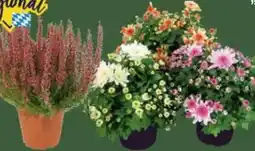 E-Center Calluna Beauty Lady Angebot