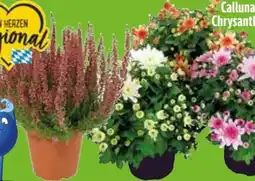 Edeka Calluna Beauty Lady Angebot