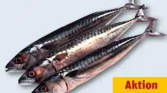 REWE Center Makrelen Angebot