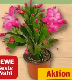 REWE Center Rewe Beste Wahl Weihnachtskaktus Angebot