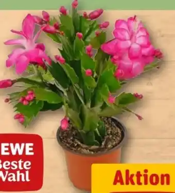 REWE Center Rewe Beste Wahl Weihnachtskaktus Angebot