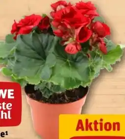 REWE Center Rewe Beste Wahl Begonie Angebot