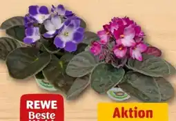 REWE Center Rewe Beste Wahl Usambaraveilchen Angebot