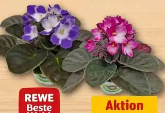 REWE Center Rewe Beste Wahl Usambaraveilchen Angebot