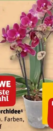 REWE Center Rewe Beste Wahl Tischorchidee Angebot