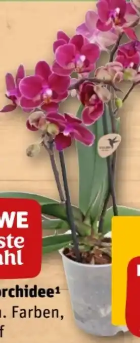 REWE Center Rewe Beste Wahl Tischorchidee Angebot