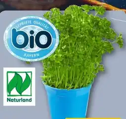 REWE Bio Petersilie glatt & kraus Angebot