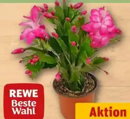 REWE Rewe Beste Wahl Weihnachtskaktus Angebot