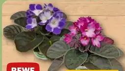 REWE Rewe Beste Wahl Usambaraveilchen Angebot
