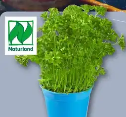 REWE Rewe Bio Petersilie kraus Angebot