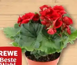 REWE Rewe Beste Wahl Begonie Angebot