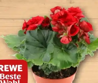 REWE Rewe Beste Wahl Begonie Angebot