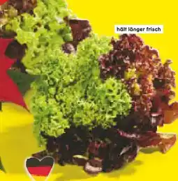 Netto Marken-Discount Salatmix mit Wurzelballen Angebot