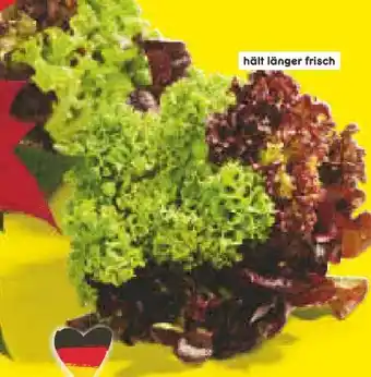 Netto Marken-Discount Salatmix mit Wurzelballen Angebot