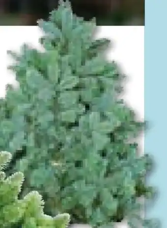 Hellweg Plantiflor Tannenzweige Blaue Edeltanne Angebot