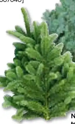 Hellweg Plantiflor Tannenzweige Nordmanntanne Angebot