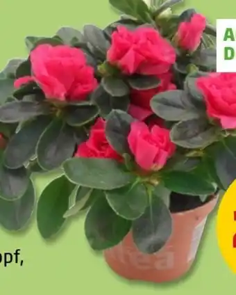 PENNY Azaleen Angebot