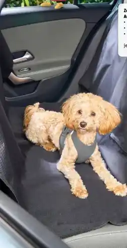 REWE ZooRoyal Hunde Autoschondecke Angebot