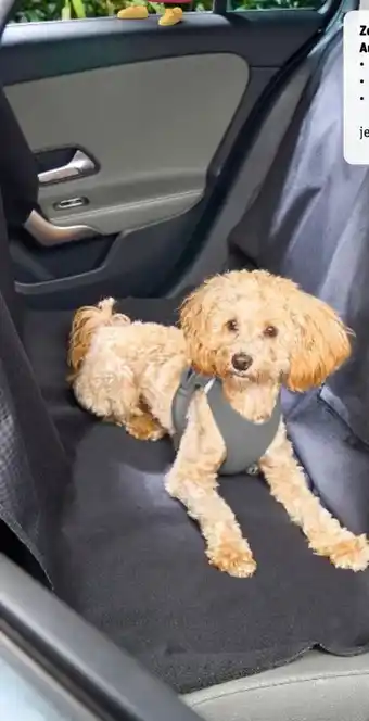 REWE ZooRoyal Hunde Autoschondecke Angebot