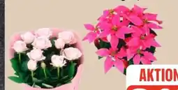 Edeka Herbststern Angebot