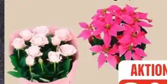 Edeka Herbststern Angebot