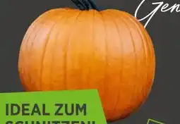 REWE Center Halloween Zierkürbis Angebot