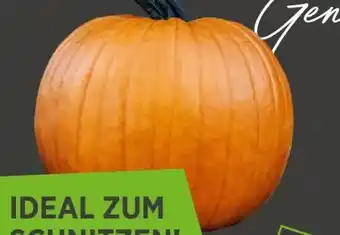 REWE Center Halloween Zierkürbis Angebot