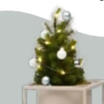 Mömax Kunstpflanze Tannenbäumchen Angebot