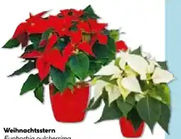 Hellweg Weihnachtsstern Angebot