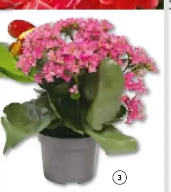 Hellweg Kalanchoe Flammendes Käthchen Angebot