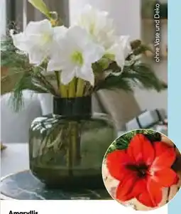 Hellweg Amaryllis Angebot